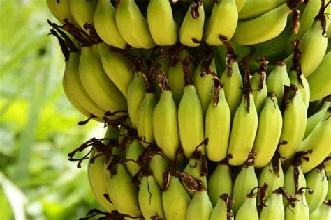 Facts and Truth About Banana Benefits on Weight Loss - Truweight