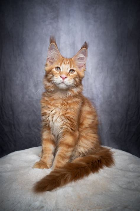 Orange Maine Coon Kitten
