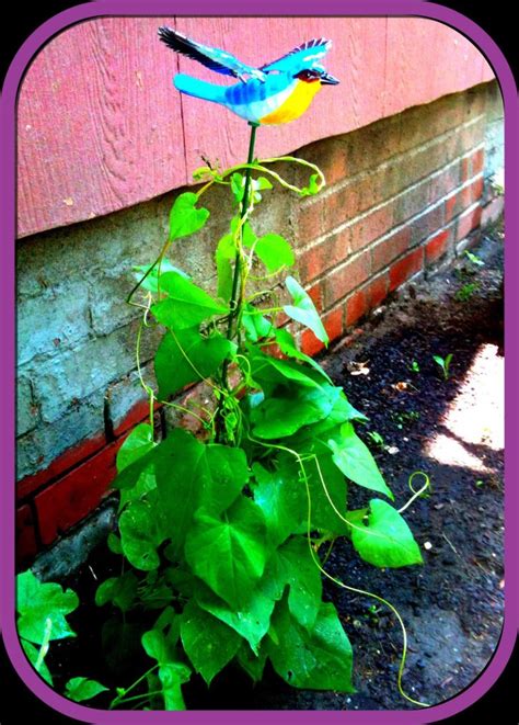 As a result of the morning glories planted by yamada, the distance between the two people who have never exchanged words shrinks. Ipomoea 'Morning Glory': me animé a sembrar semillas