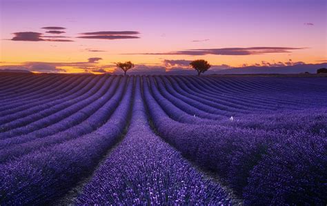 Lavender Field In Sunset Hd Wallpaper Hintergrund 2048x1296 Id