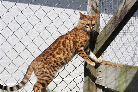 bengal cat breeder bengal kittens to adopt in auckland — pride of eire bengals