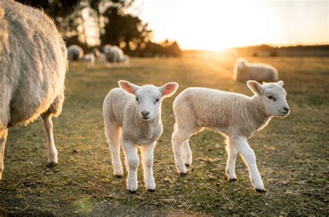 From Lambs To Ewes 8 Fascinating Baby Sheep Facts And More Animal Corner
