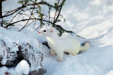 Ermine Short Tailed Weasel Stoat Winter Print 1307831 Puzzle