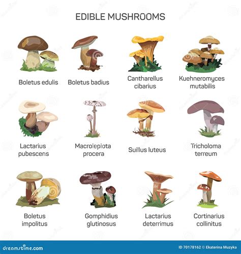 Edible Mushrooms Vector Set Of Icons Isolated On White Background