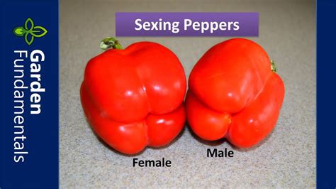 Gender Of Peppers 👫💑👫 This Experiment Proves Peppers Have Different