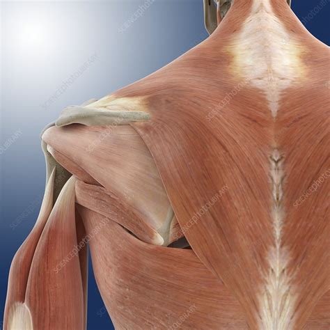 Shoulder And Back Anatomy Artwork Stock Image C0200122 Science