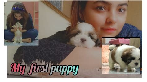 Meet My New Puppy 🐶 Cutest Shih Tzu First Day At Home 💕 Nimra Youtube