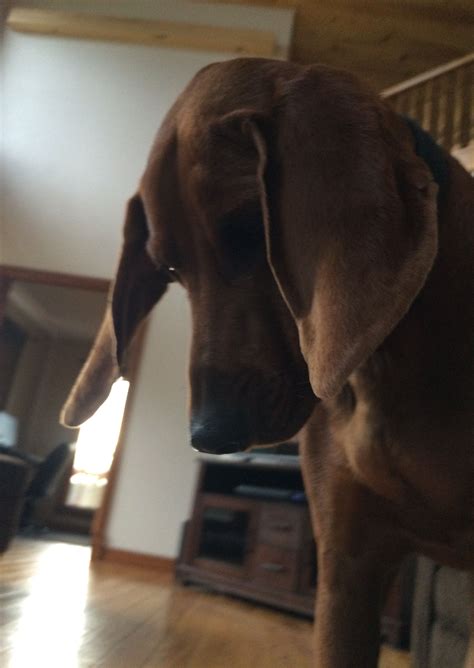 Dakota Redbone Coonhound Long Ears I Love That Face Redbone
