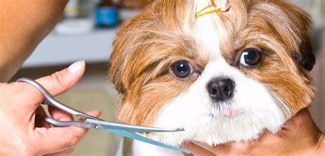 Si tu problema son las madejas de pelo del suelo, las típicas bolas que parecen del oeste, tu casa. Trucos para cuidar el pelo del perro en casa