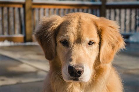 Why Golden Retrievers Are Good Protective Dogs And Why Theyre Not