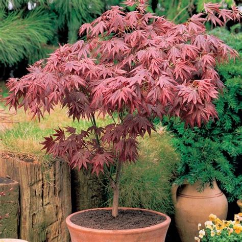 Acer Palmatum Atropurpureum Purple Japanese Maple Brilliant Red