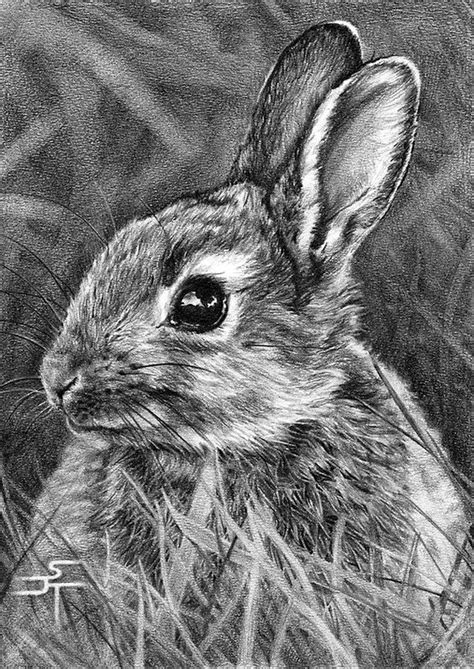 Realistic Animal Pencil Drawings 13 I Think This Drawing Is Amazing