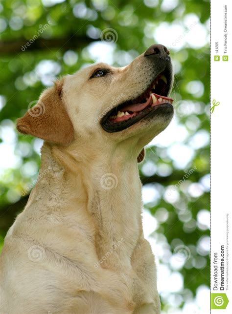 Happy Dog Face Royalty Free Stock Photo Image 141205