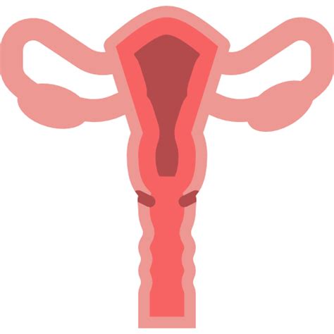 Uterus Ovary Ovaries Reproductive System Female Organs Fallopian