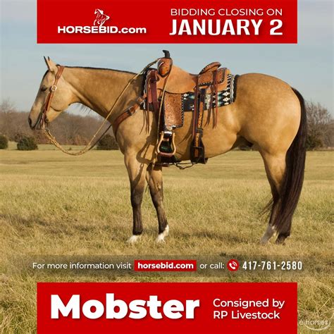 Quarterhäst Valack 5 år 150 cm Gulbrun in Buffalo, MO