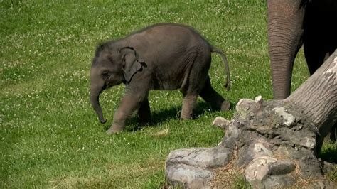 Syracuse Zoo Ranked 10th On List Of Worst Zoos For Elephants Zoo