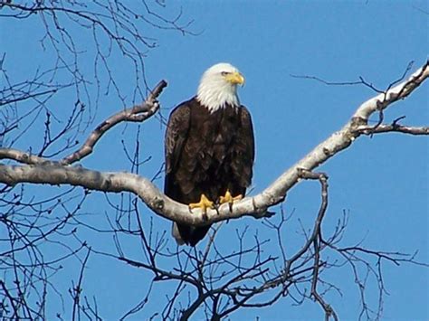 All About Animal Wildlife Bald Eagle Cool Photos Images And Facts 2012