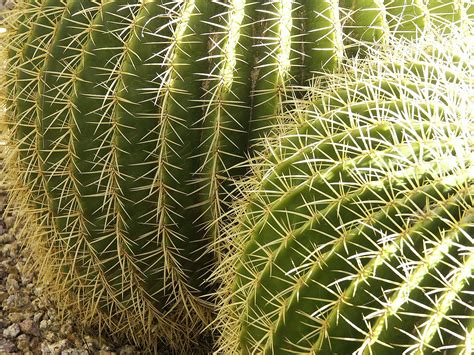 Learn vocabulary, terms and more with flashcards, games name an animal that has adapted to desert life. Free Barrel cactus Stock Photo - FreeImages.com