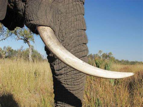 Elephant Ivory Tusk For Sale 83 Ads For Used Elephant Ivory Tusks