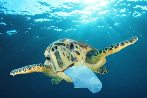 Plastic Pollutes The Sea With Turtle Stock Image Image Of