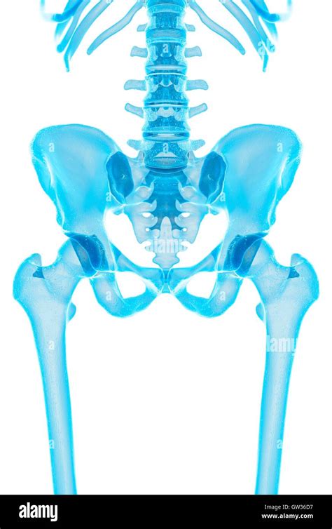 Human Hip Bones Illustration Stock Photo Alamy