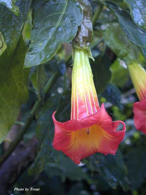 Ayahuasca is a psychoactive tea that originates from the amazon region. Erowid Online Books : "Ayahuasca: alkaloids, plants, and analogs" by Keeper of the Trout