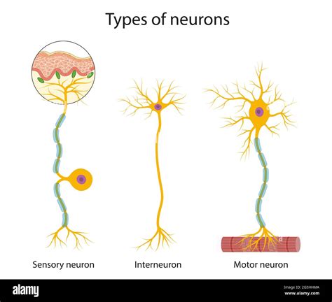 Sensory Neuron Motor Neuron And Interneuron Vector Image Porn Sex Picture