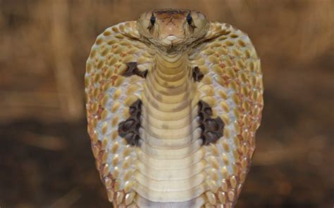 White Cobra Snake 720p Cobra King Cobra King Reptile Yellow