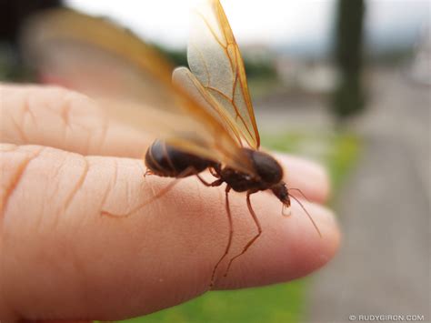 Meet The Giant Guatemalan Winged Leaf Cutter Ant Zompopo