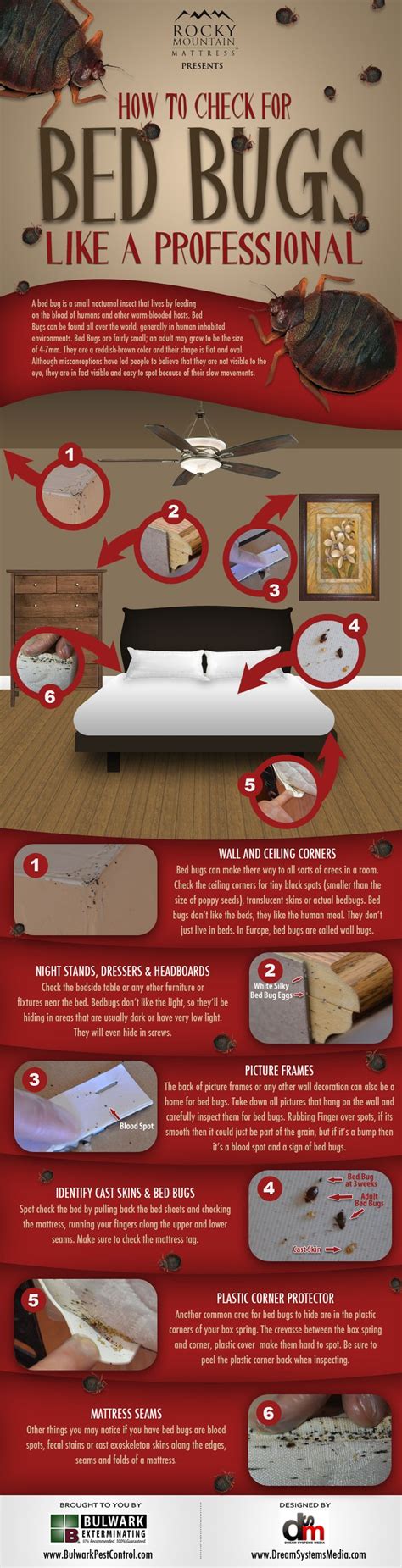 How To Check For Bed Bugs Like A Pro Bed Bugs Rid Of Bed Bugs Bugs