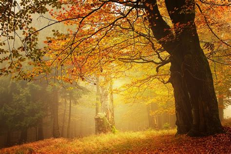 Amber Forest Fall Mist Leaves Morning Trees Grass Nature