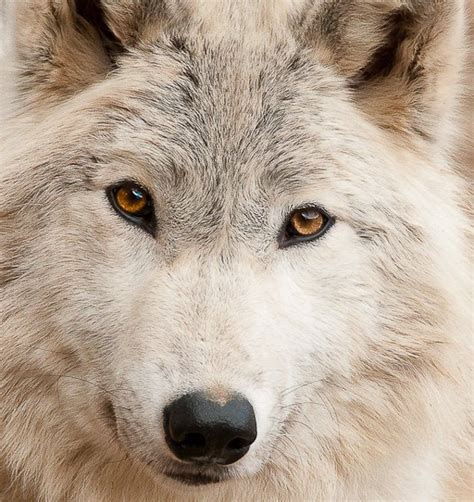 White Wolf With Orange Yellow Eyes White Wolf Wolf Face Animals