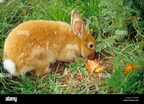 Dwarf Rabbit Digging A Hole Stock Photo Alamy