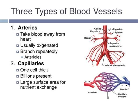 Four Types Of Blood Vessels