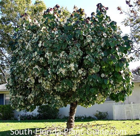 Florida Home South Florida Florida Plants Plant Guide Shade Trees