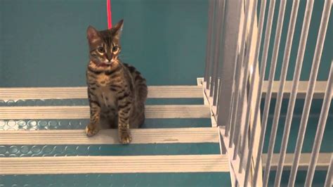 They are intelligent and active—often looking for places to climb and harness their hunting prowess. Bengal Cat - Enzo - First Harness Walk - YouTube