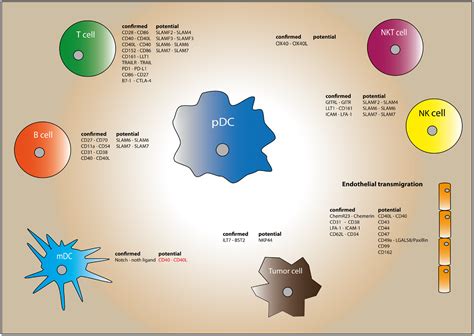 Frontiers Human Plasmacytoid Dendritic Cells From Molecules To
