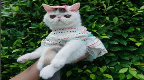 Cutest Cat In The World Part 2 Best Cute Cat 2017 Funny Cat