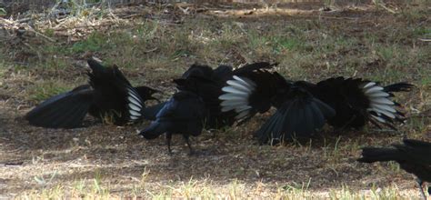 Long, slightly notched black tail with white patches. White-winged Chough (Corcorax melanorhamphos)