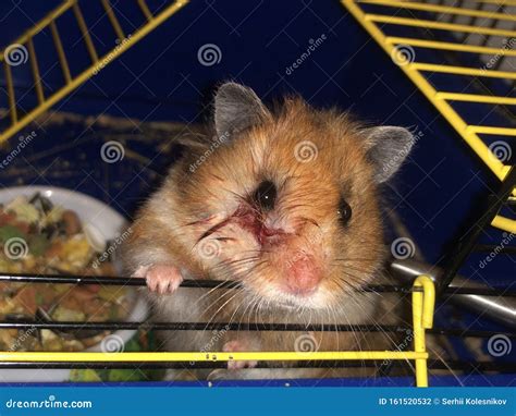 The Hamster Looks Out Of The Cage A Wounded Rodent Looks Directly Into