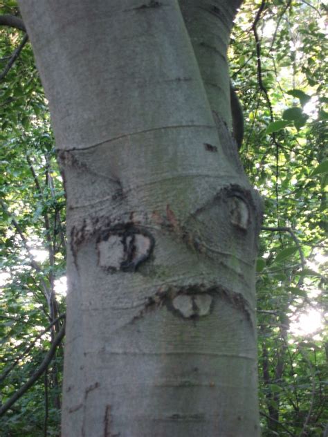 Funny Tree Tree Faces Weird Trees Unique Trees