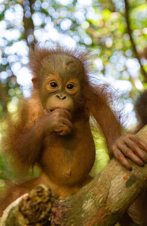 Orphaned Baby Orangutangs Go To Jungle School