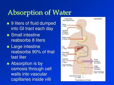 Ppt Digestive Physiology Powerpoint Presentation Free Download Id