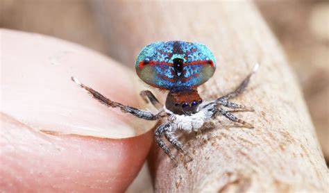 Peacock Spider Archives Australian Geographic