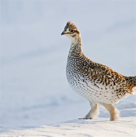 Sharp Tailed Grouse The Audubon Birds And Climate Change Report