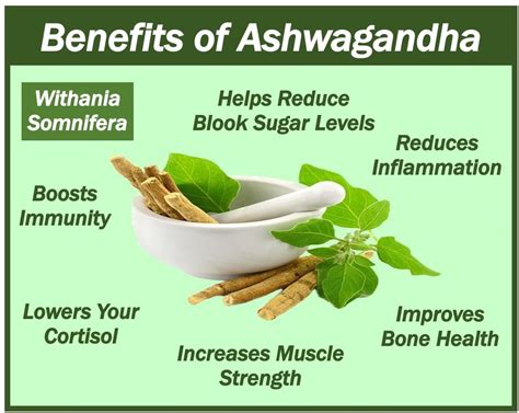 Benefits Of Ashwagandha Market Business News