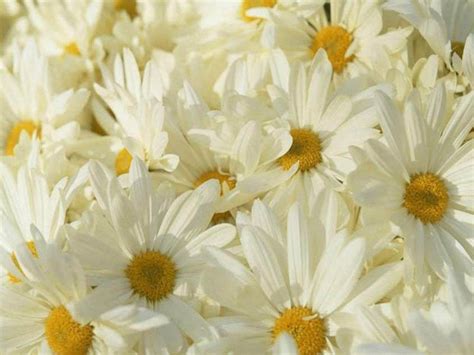 Daisy Flower Wallpapers Wallpaper Cave