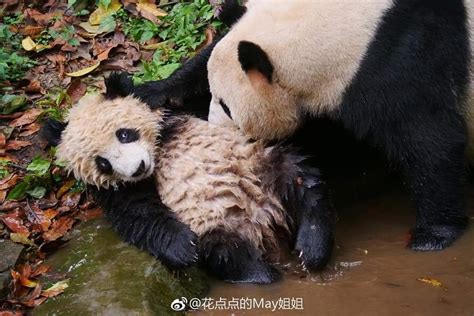 Giant Panda Pang Da Hai With Mama Ying Hua At Bifengxia Giant Panda