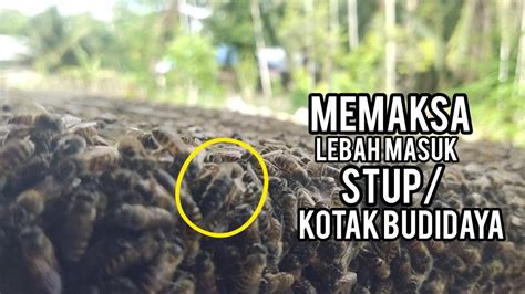 Tak Pakai Lama Lebah Langsung Masuk Kotak Budidaya YouTube