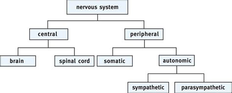 Figure 49 Major Divisions Of The Nervous System
